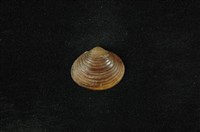 藏品(臺灣蜆)的圖片
